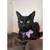 adopt-pet