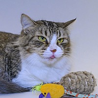adopt a pet