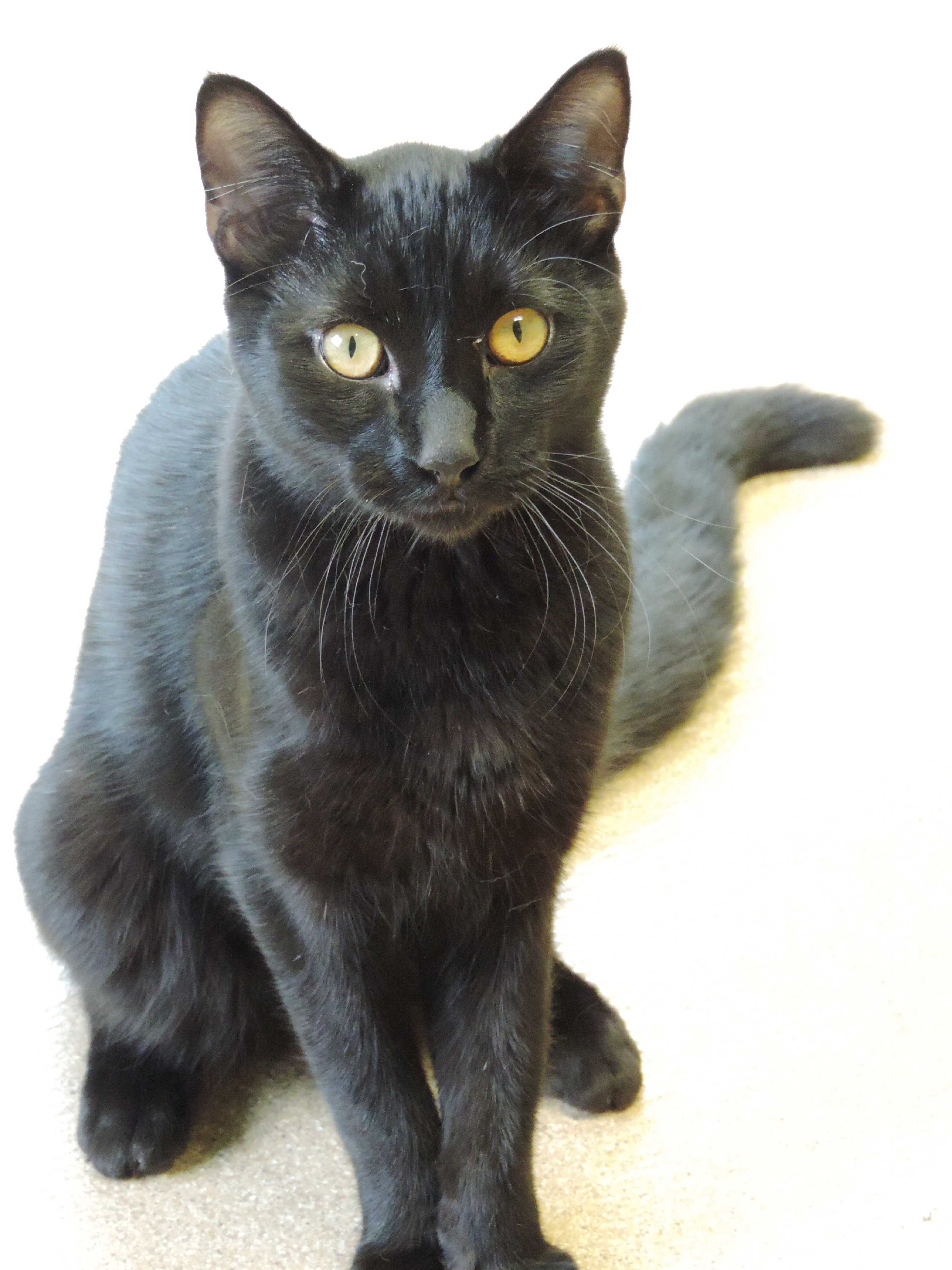 Brookings Sd Bombay Meet Sir Meows A Lot A Pet For Adoption,Condensed Milk Microwave Fudge