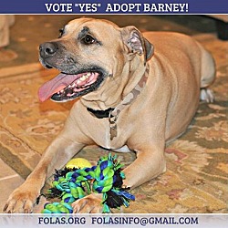 Thumbnail photo of Barney, dog friendly #4
