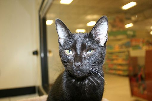 Palm Desert Ca Bombay Meet Wally A Pet For Adoption