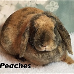 Thumbnail photo of Peaches #1