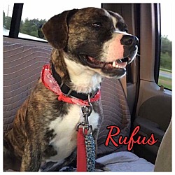 Thumbnail photo of Rufus #1