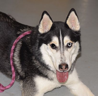 Yonkers Ny Siberian Husky Meet Willie A Pet For Adoption