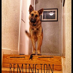 Thumbnail photo of Remington #1