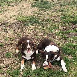 Photo of Scout & Ruger