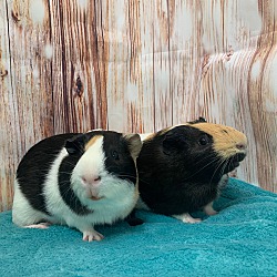 Thumbnail photo of Chip & S'mores #3
