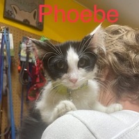 Photo of phoebe