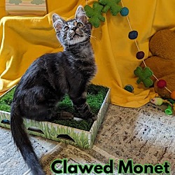 Thumbnail photo of Clawed Monet - $55 Adoption Fee Special #2