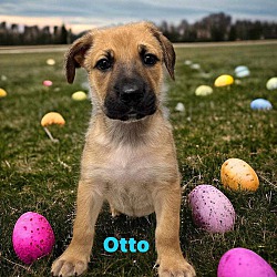Thumbnail photo of Otto #3