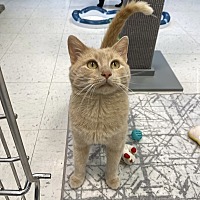 adopt a pet