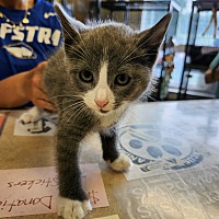 adopt a pet