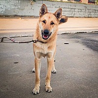adopt a pet