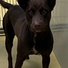 Cora