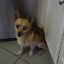 Photo of Rico (adoption pending)