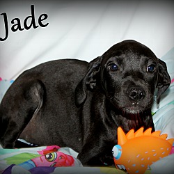 Thumbnail photo of Jade ~ meet me! #1