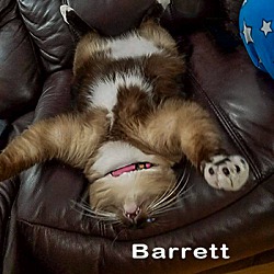 Thumbnail photo of Barrett (Pending) #3