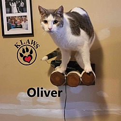 Thumbnail photo of Oliver #3