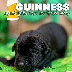Thumbnail photo of Guinness #4