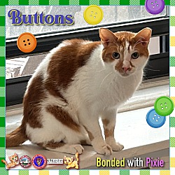 Thumbnail photo of Buttons #2