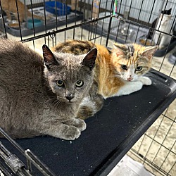bonded pet photo