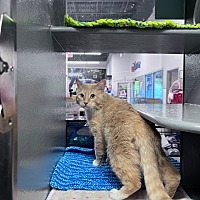 adopt a pet