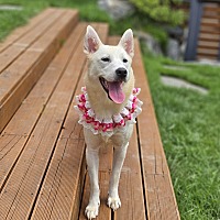 adopt-pet