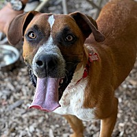 adopt a pet