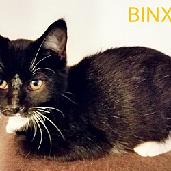 Thumbnail photo of BINX #4