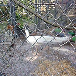 Thumbnail photo of White Peacock #3