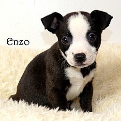 Thumbnail photo of Enzo~adopted! #2