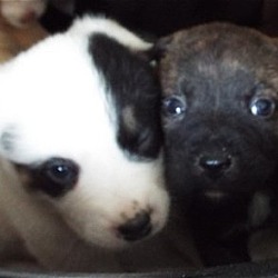 Thumbnail photo of Puppies!!!  Labs #4