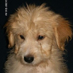 Photo of labradoodle 3