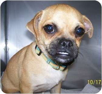 Hagerstown Md Pug Meet Tinker A Pet For Adoption