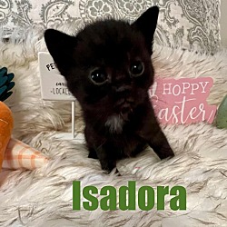 Photo of ISADORA Kitten