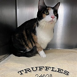 Thumbnail photo of Truffles #2