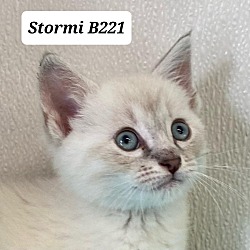 Photo of Stormi B221