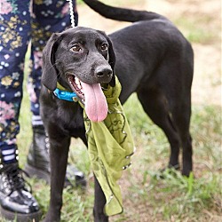 Thumbnail photo of Female black lab mixes #3