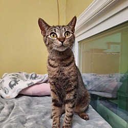 Thumbnail photo of Tullia AT Petsmart Newington #4