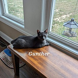 Thumbnail photo of Gunther #4