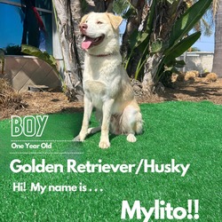 Thumbnail photo of Mylito #1