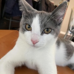 Thumbnail photo of Mog #1