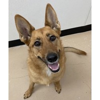 adopt-pet