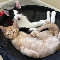 adopt a pet