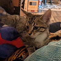 adopt a pet