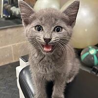adopt a pet