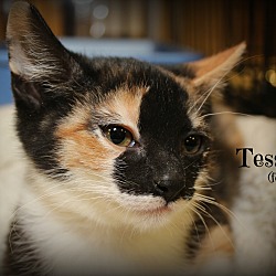 Thumbnail photo of Tess #2