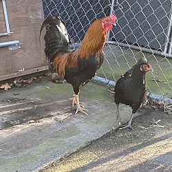 Thumbnail photo of Roosters #4