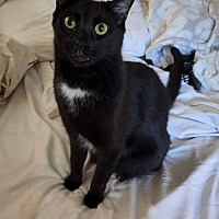adopt a pet