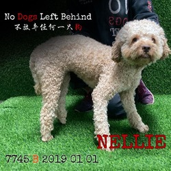 Photo of Nellie7745 9403